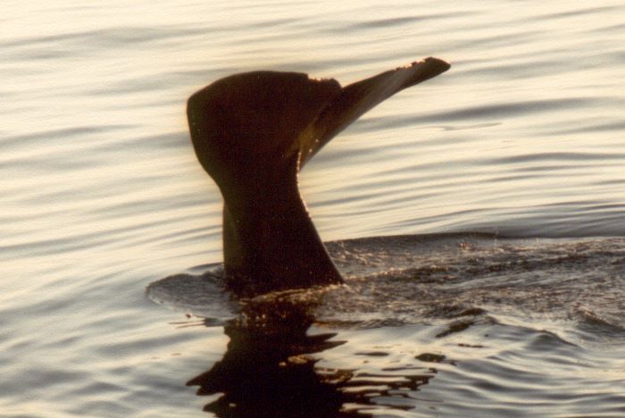 ../Images/032.Whalewatching ab Andenes.jpg